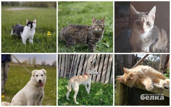 Больная раком волонтер из Гомеля ищет хозяев для 30 своих домашних питомцев