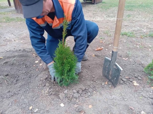 Более 7,5 тыс. деревьев и кустарников высадили за месяц в Бресте