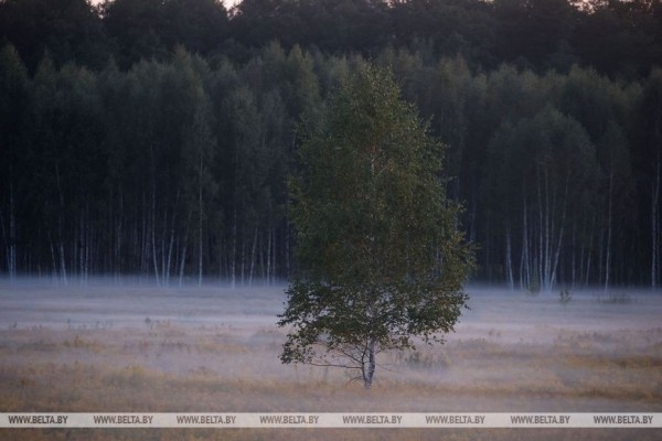 Осеннее утро в Беловежской пуще