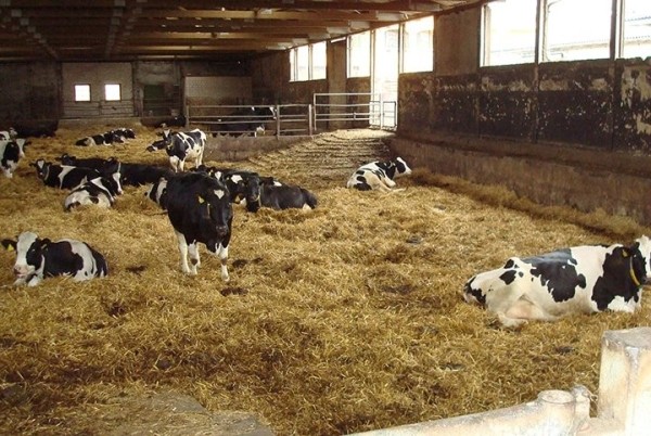 Фитнес-трекер для коров разработали белорусские ученые