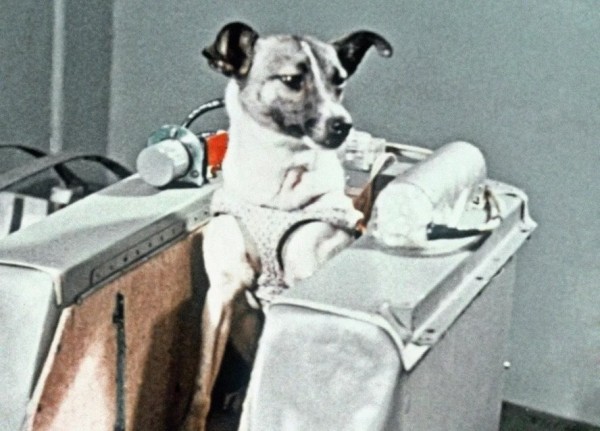 История самой одинокой и несчастной собаки в мире