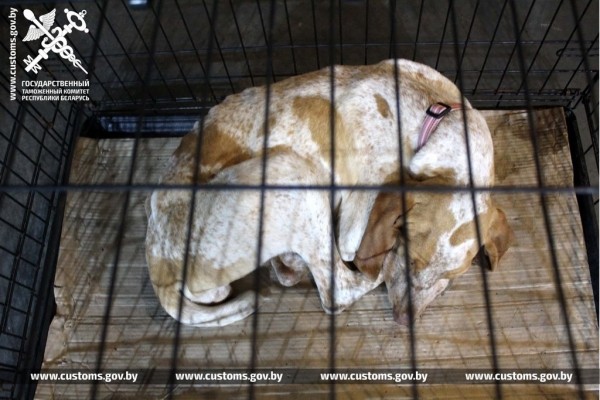 Собак и котов редких пород под видом метисов ввезли в Беларусь из Польши