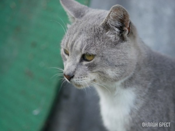 Убивал котов, потому что у них нет души. Идет суд над сухаревским живодером Убивал котов, потому что у них нет души. Идет суд над сухаревским живодером