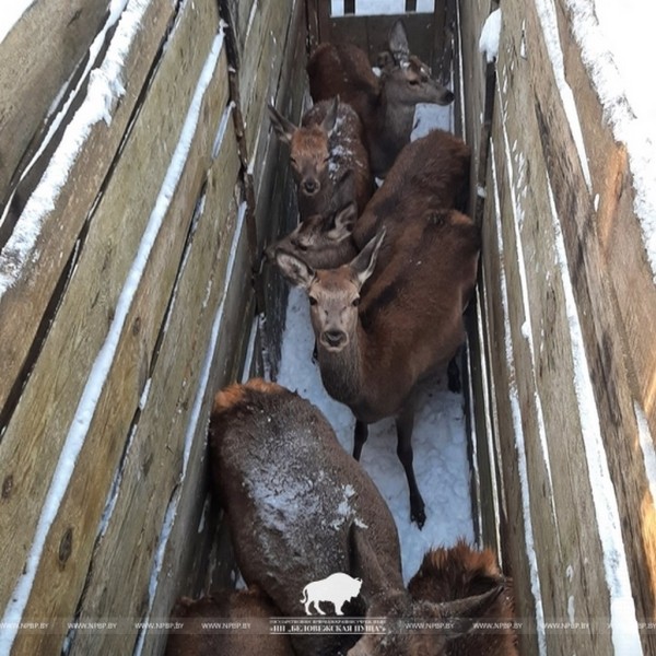 Первая партия благородных оленей отправилась из Беловежской пущи в Минскую область