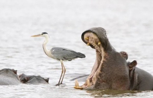 Какие фотографии животных признаны лучшими в 2022 году?