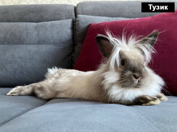 Талисманом Бреста 2023-го года стал кролик Тузик