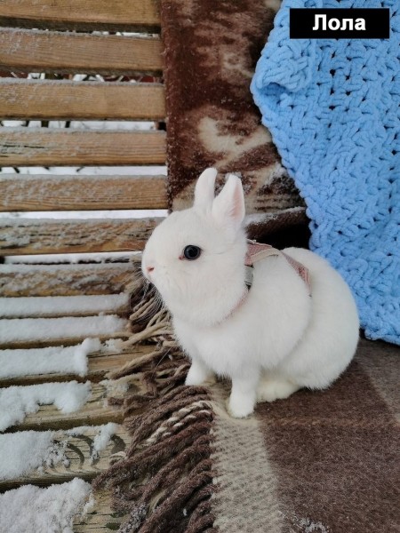 Выбираем талисман Бреста 2023 Выбираем талисман Бреста 2023