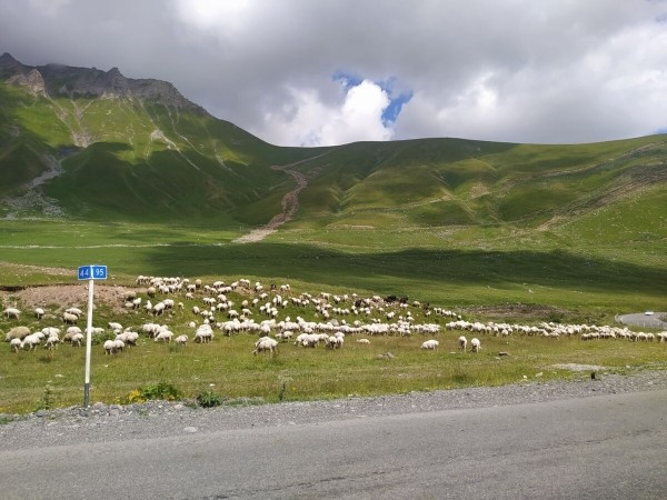 «Грузины заступались на дороге!» Пинчанин о путешествии в Грузию на Honda Сivic