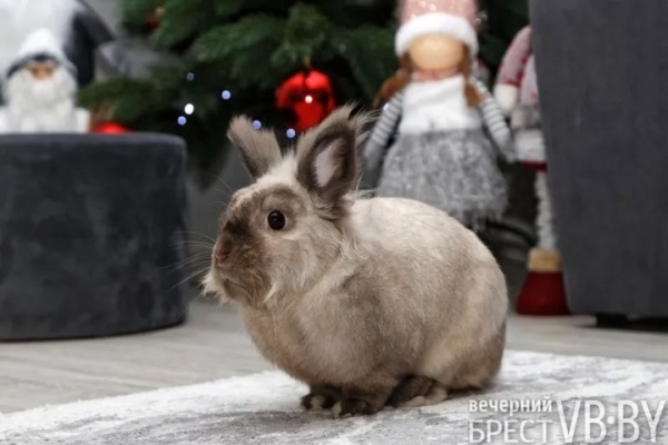 Самый «козырный» Тузик. Талисманом Бреста стал львиноголовый голландец. Знакомимся поближе! Самый «козырный» Тузик. Талисманом Бреста стал львиноголовый голландец. Знакомимся поближе!