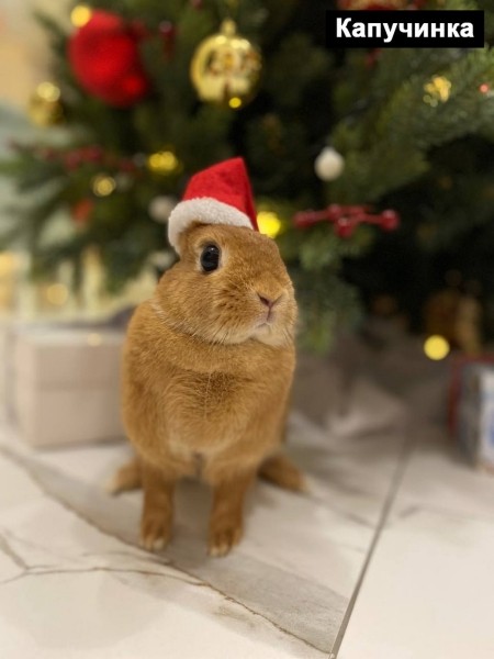 Выбираем талисман Бреста 2023 Выбираем талисман Бреста 2023