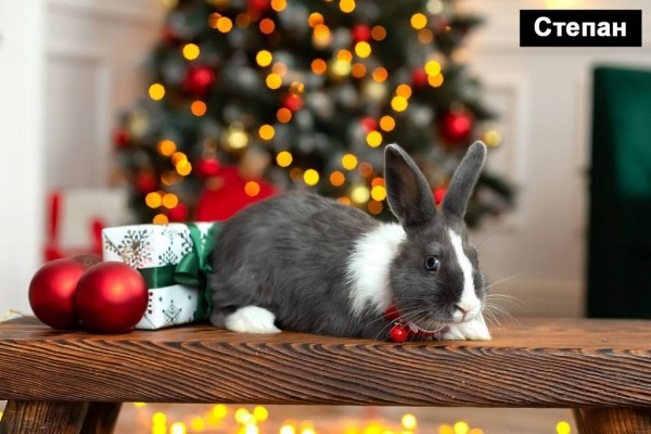 Выбираем талисман Бреста 2023 Выбираем талисман Бреста 2023