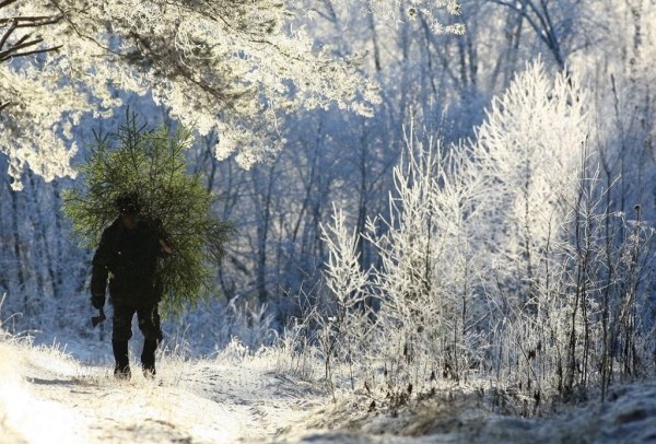 Как правильно брать из лесу елочку домой