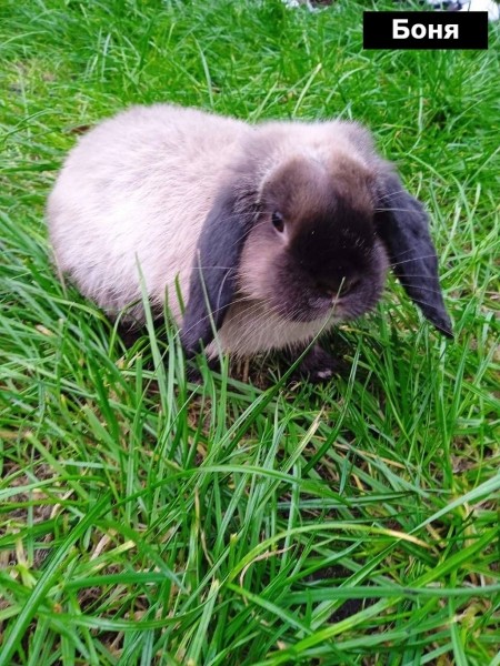 Выбираем талисман Бреста 2023 Выбираем талисман Бреста 2023