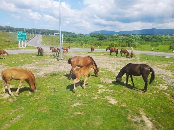 «Грузины заступались на дороге!» Пинчанин о путешествии в Грузию на Honda Сivic