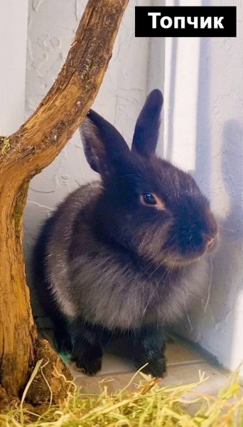 Выбираем талисман Бреста 2023 Выбираем талисман Бреста 2023