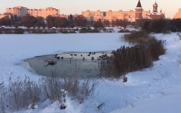 В Барановичах лебеди не поделили полынью