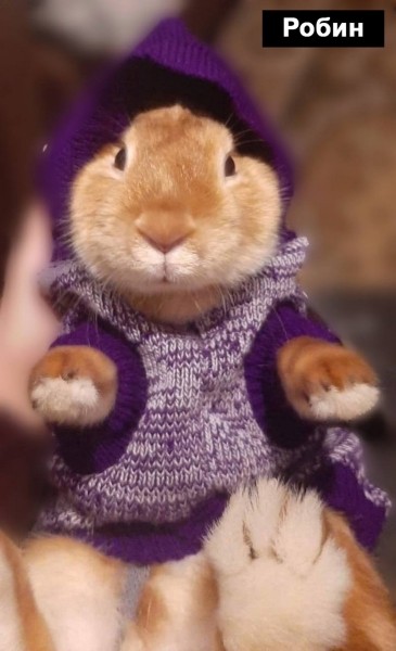 Талисманом Бреста 2023-го года стал кролик Тузик