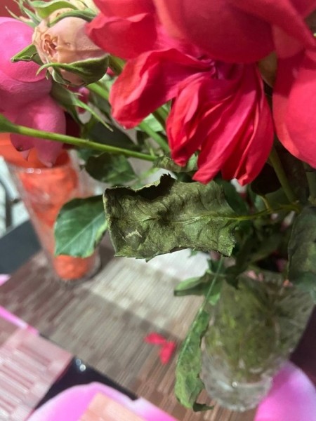 «Вялые и засохшие цветы — это норма?» Разбираемся, можно ли вернуть деньги за плохой букет «Вялые и засохшие цветы — это норма?» Разбираемся, можно ли вернуть деньги за плохой букет