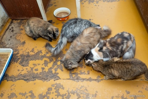 «Я говорил жене: ну невозможно же так жить!» Белоруска приютила дома больше 20 котов, а теперь тяжело больна «Я говорил жене: ну невозможно же так жить!» Белоруска приютила дома больше 20 котов, а теперь тяжело больна