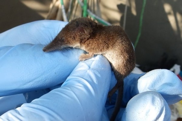 Воняет и пищит. Чемпион мира по прожорливости живет в Беларуси