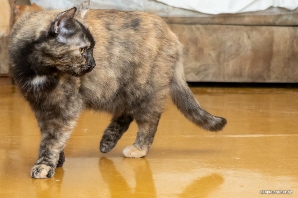 «Я говорил жене: ну невозможно же так жить!» Белоруска приютила дома больше 20 котов, а теперь тяжело больна «Я говорил жене: ну невозможно же так жить!» Белоруска приютила дома больше 20 котов, а теперь тяжело больна