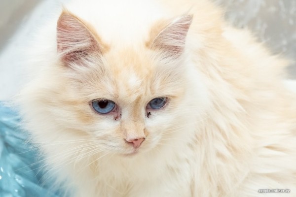 «Я говорил жене: ну невозможно же так жить!» Белоруска приютила дома больше 20 котов, а теперь тяжело больна «Я говорил жене: ну невозможно же так жить!» Белоруска приютила дома больше 20 котов, а теперь тяжело больна