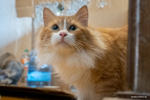 «Я говорил жене: ну невозможно же так жить!» Белоруска приютила дома больше 20 котов, а теперь тяжело больна «Я говорил жене: ну невозможно же так жить!» Белоруска приютила дома больше 20 котов, а теперь тяжело больна