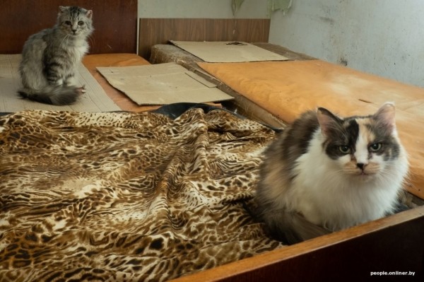 «Я говорил жене: ну невозможно же так жить!» Белоруска приютила дома больше 20 котов, а теперь тяжело больна «Я говорил жене: ну невозможно же так жить!» Белоруска приютила дома больше 20 котов, а теперь тяжело больна