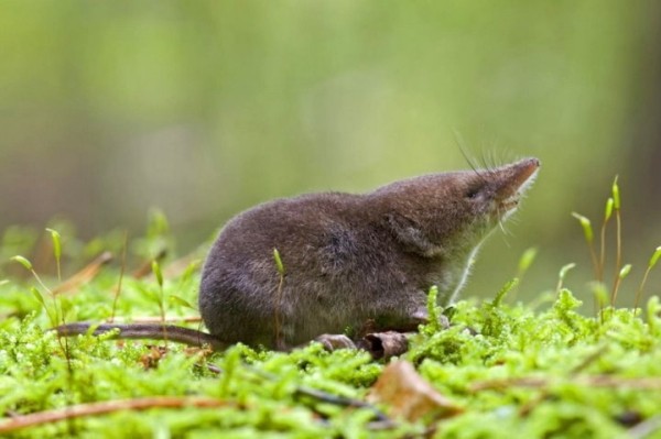 Воняет и пищит. Чемпион мира по прожорливости живет в Беларуси