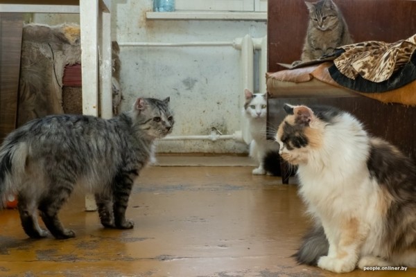 «Я говорил жене: ну невозможно же так жить!» Белоруска приютила дома больше 20 котов, а теперь тяжело больна «Я говорил жене: ну невозможно же так жить!» Белоруска приютила дома больше 20 котов, а теперь тяжело больна