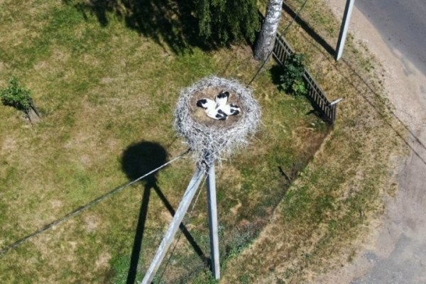 Уничтожение гнезд птиц в Беларуси запрещено с 16 февраля по 14 августа