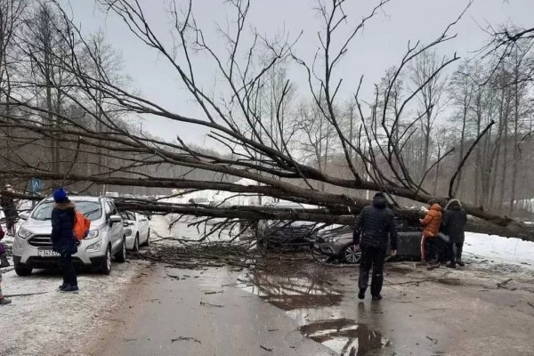 В Раубичах Минского района дерево упало на машину