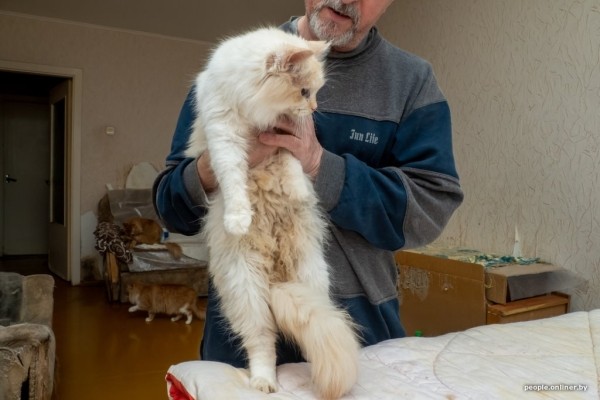 «Я говорил жене: ну невозможно же так жить!» Белоруска приютила дома больше 20 котов, а теперь тяжело больна «Я говорил жене: ну невозможно же так жить!» Белоруска приютила дома больше 20 котов, а теперь тяжело больна