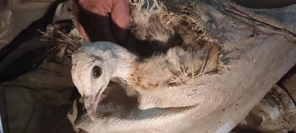 Белорус вез из России в багажнике живых павлинов. На границе возникли проблемы Белорус вез из России в багажнике живых павлинов. На границе возникли проблемы