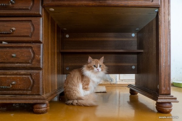 «Я говорил жене: ну невозможно же так жить!» Белоруска приютила дома больше 20 котов, а теперь тяжело больна «Я говорил жене: ну невозможно же так жить!» Белоруска приютила дома больше 20 котов, а теперь тяжело больна