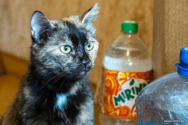 «Я говорил жене: ну невозможно же так жить!» Белоруска приютила дома больше 20 котов, а теперь тяжело больна «Я говорил жене: ну невозможно же так жить!» Белоруска приютила дома больше 20 котов, а теперь тяжело больна