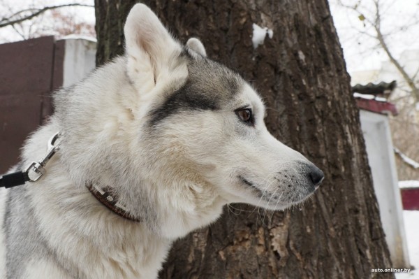 «Жирная тема» или сплошные убытки? Разбираемся, почему в Беларуси почти нет зоотакси