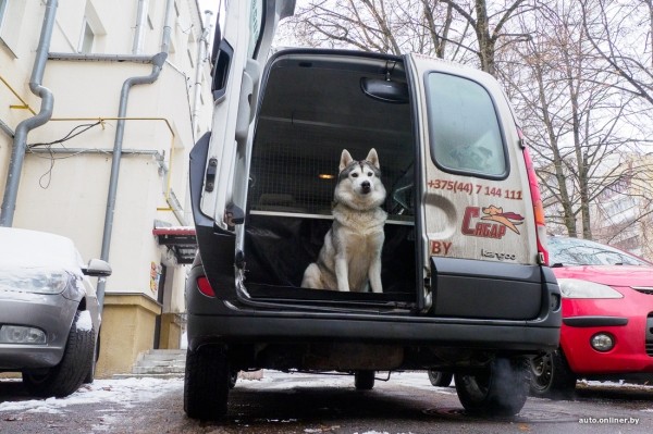 «Жирная тема» или сплошные убытки? Разбираемся, почему в Беларуси почти нет зоотакси