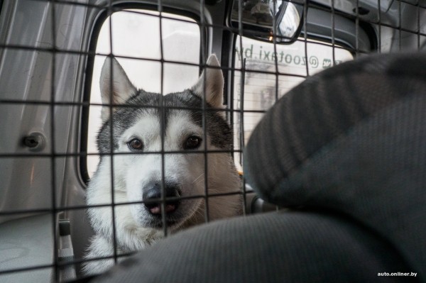 «Жирная тема» или сплошные убытки? Разбираемся, почему в Беларуси почти нет зоотакси