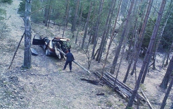 В Пинском районе в объектив фотоловушки попал дровосек-нелегал