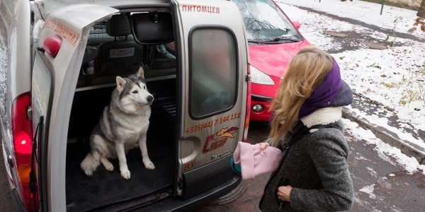 «Жирная тема» или сплошные убытки? Разбираемся, почему в Беларуси почти нет зоотакси