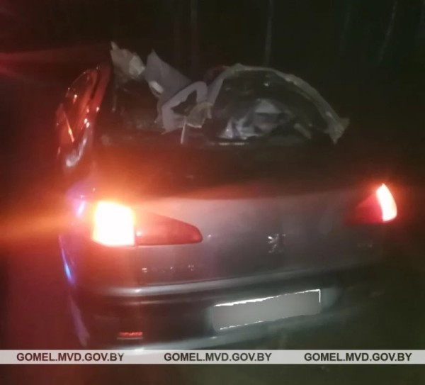 В Беларуси лось проломил крышу ехавшего Peugeot &ndash; в больнице два человека