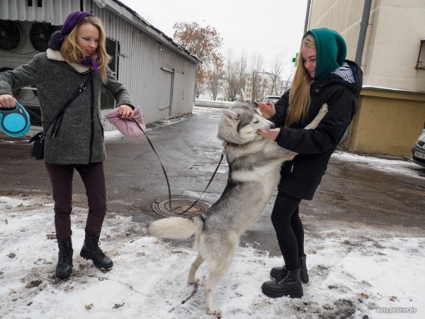 «Жирная тема» или сплошные убытки? Разбираемся, почему в Беларуси почти нет зоотакси