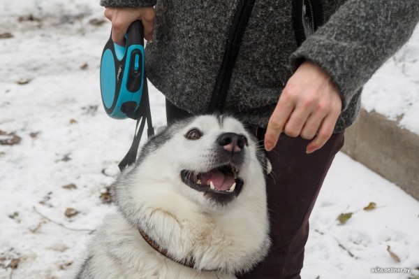 «Жирная тема» или сплошные убытки? Разбираемся, почему в Беларуси почти нет зоотакси