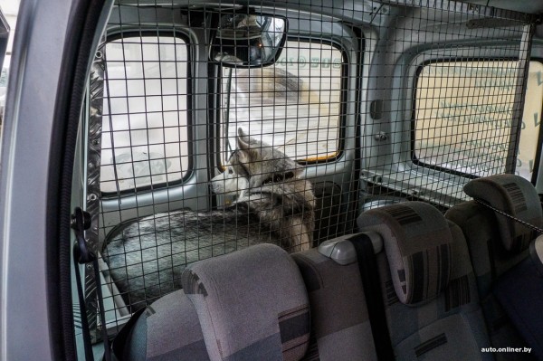 «Жирная тема» или сплошные убытки? Разбираемся, почему в Беларуси почти нет зоотакси