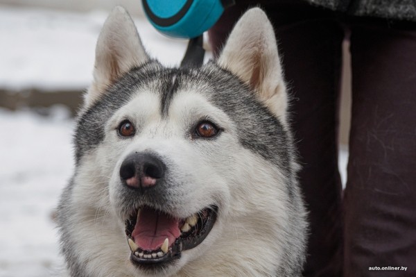 «Жирная тема» или сплошные убытки? Разбираемся, почему в Беларуси почти нет зоотакси