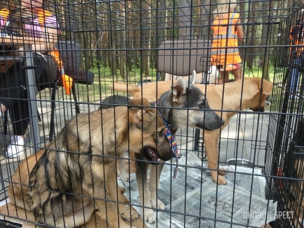 Кто из владельцев собак освобожден от уплаты налога за их владение Кто из владельцев собак освобожден от уплаты налога за их владение