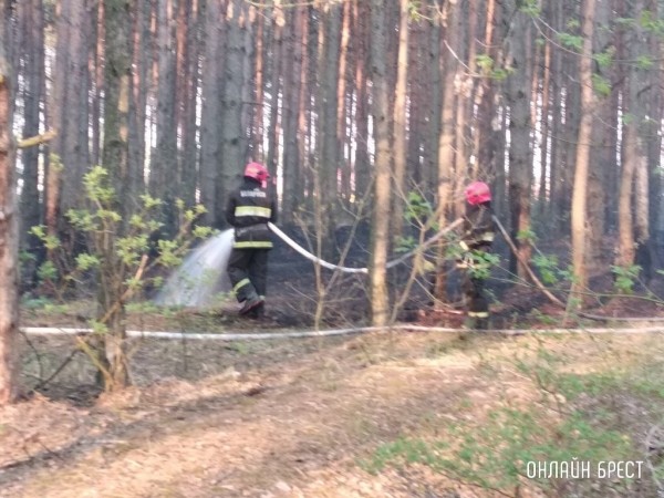 Самым пожароопасным регионом Беларуси является Брестская область Самым пожароопасным регионом Беларуси является Брестская область