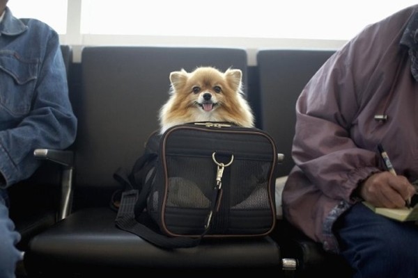 Правила пересечения границы с животными