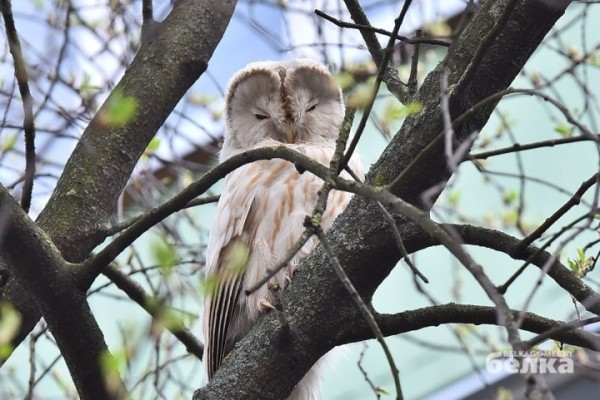 Почти сенсация. В Гомеле замечена сова из Красной книги